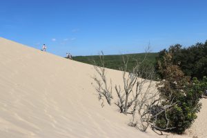 Sand_meer_Wald_begraben