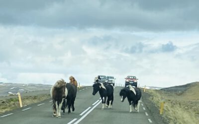 Islandtour Tag 14 – Stykkisholmur